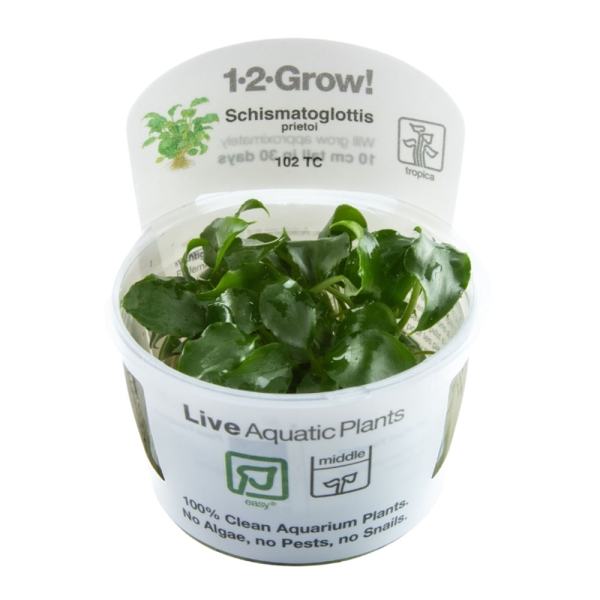 Schismatoglottis prietoi - Philippinisches Speerblatt 1-2-Grow!